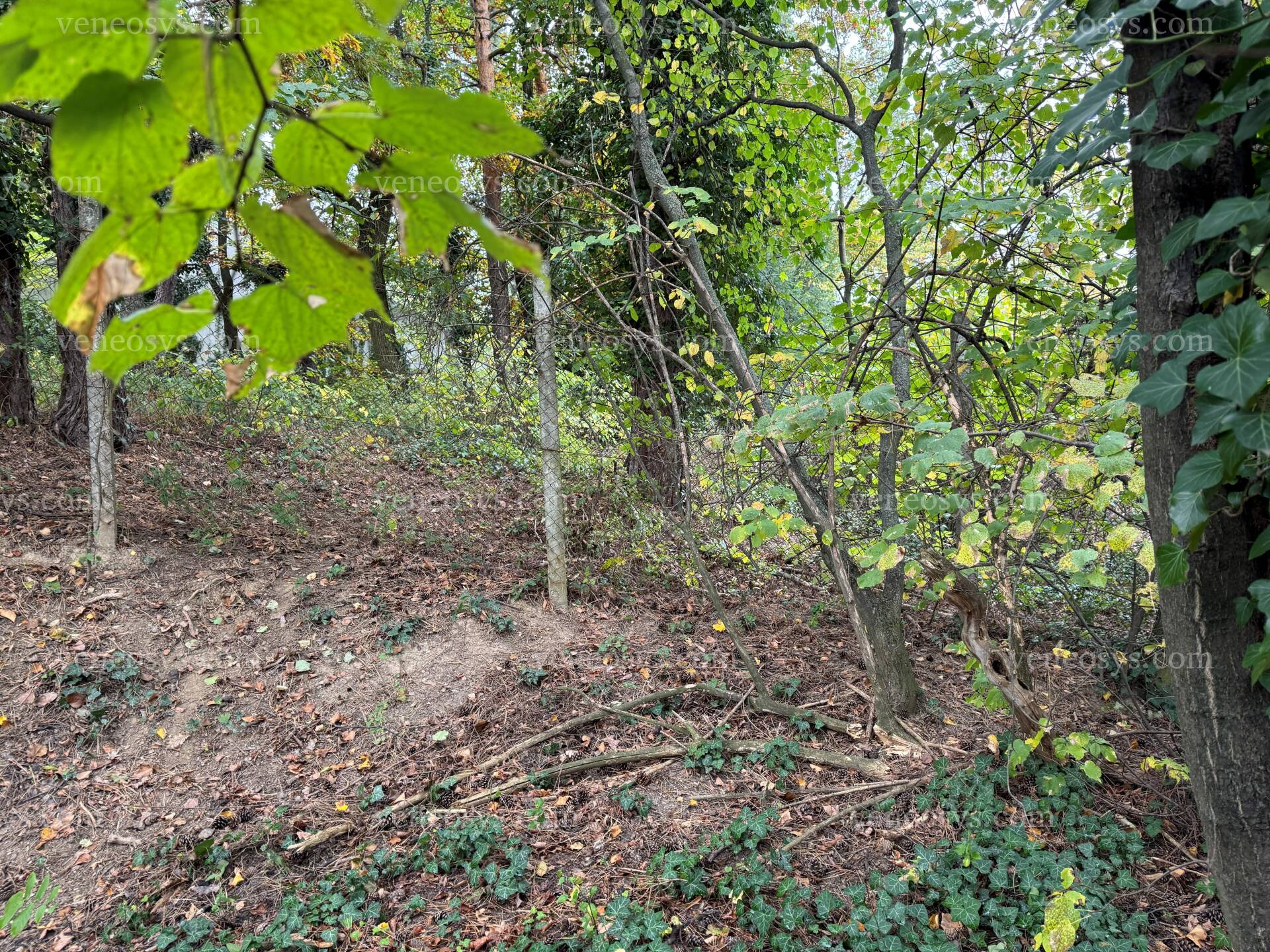 Kép 11