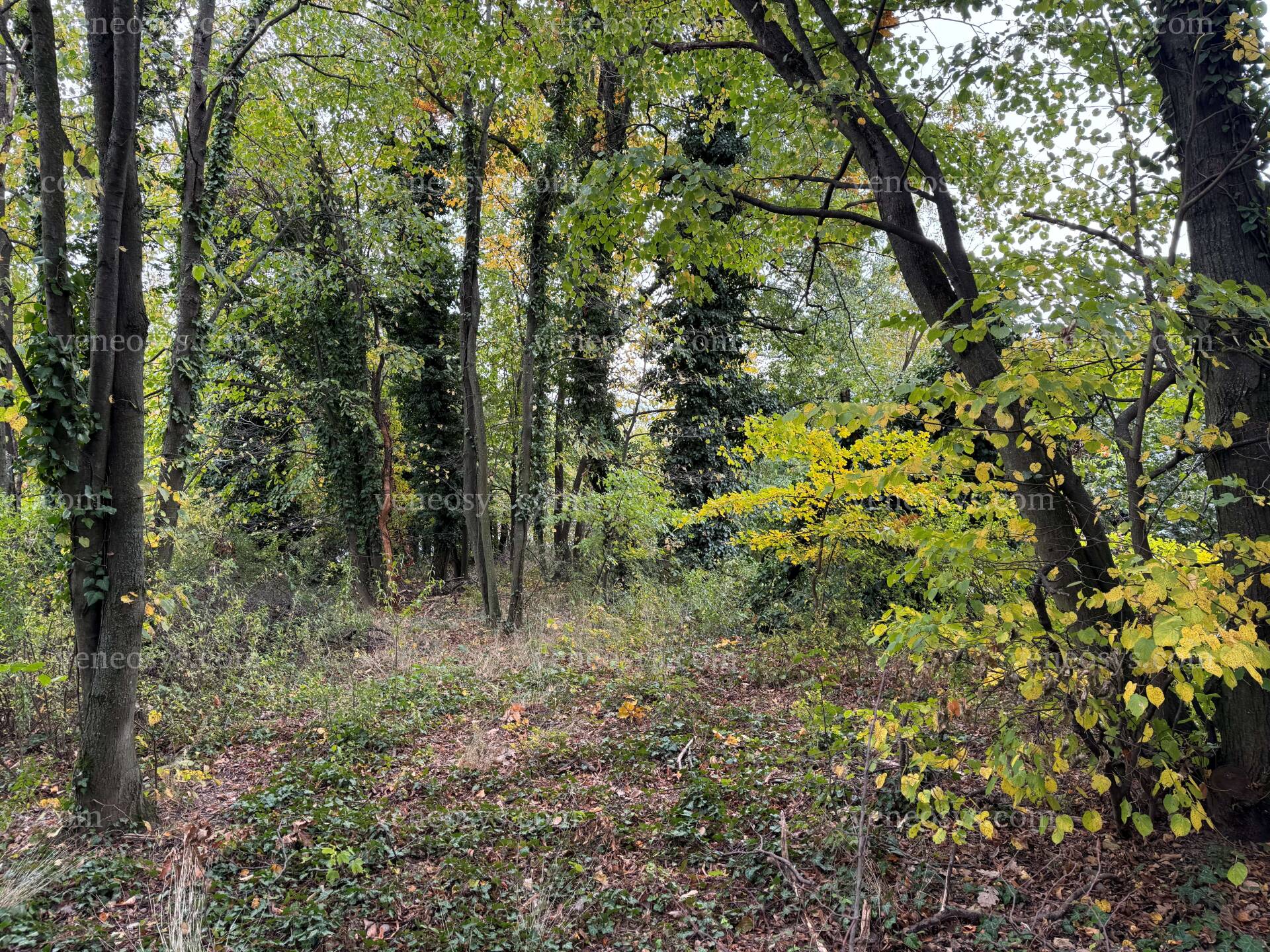 Kép 9