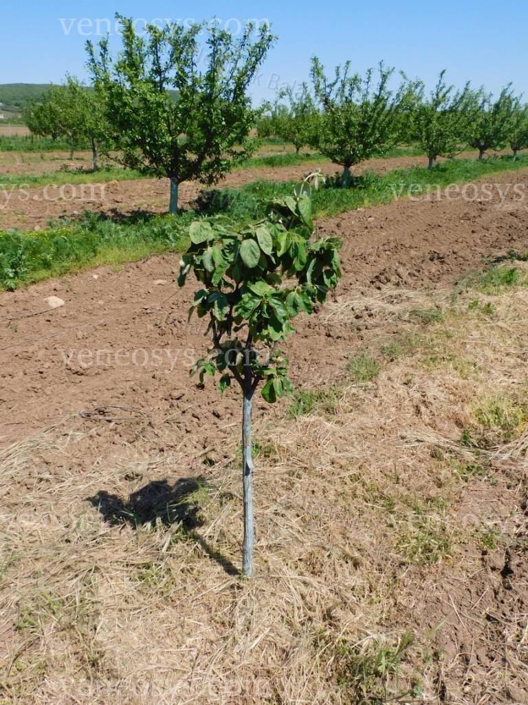 Kép 8