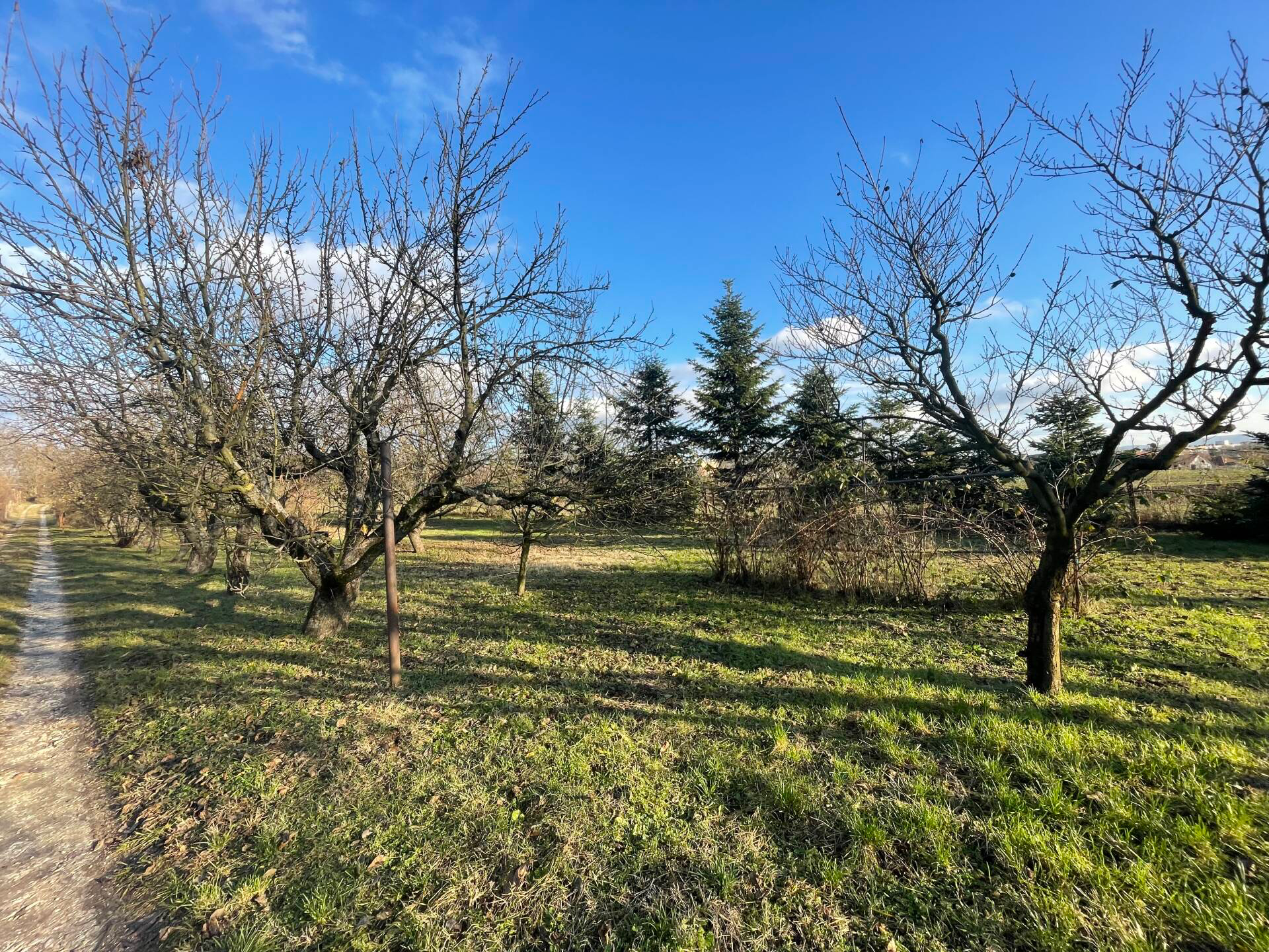 Tágas, bőven termő gyümölcsös Tatabányán eladó!